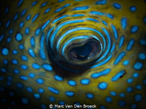 blue circle eyes by Marc Van Den Broeck 